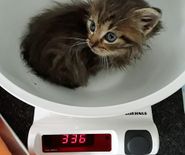 Kittens uit wild struikgewas, veel te mager