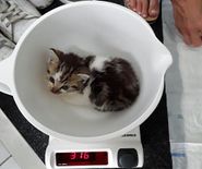 Kittens uit wild struikgewas, veel te mager